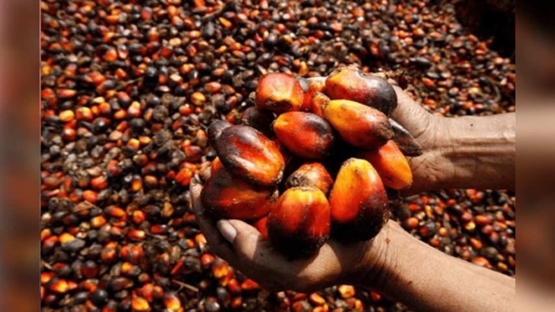 FG-to-create-4-million-jobs-from-oil-Palm-production